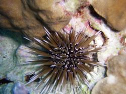 Picture taken at Maeda Point, 30 meters off shore; Okinaw... by Andrew Page 